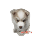 cubedogSiberian Husky（個別スタンプ：7）