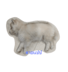 cubedogSiberian Husky（個別スタンプ：8）