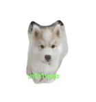 cubedogSiberian Husky（個別スタンプ：9）