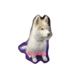 cubedogSiberian Husky（個別スタンプ：10）