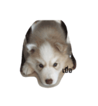 cubedogSiberian Husky（個別スタンプ：14）