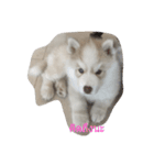 cubedogSiberian Husky（個別スタンプ：15）