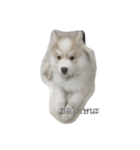 cubedogSiberian Husky（個別スタンプ：16）