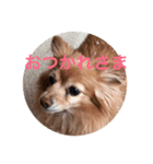 happy dog Roco 2（個別スタンプ：1）