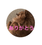 happy dog Roco 2（個別スタンプ：2）
