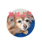happy dog Roco 2（個別スタンプ：3）