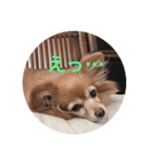 happy dog Roco 2（個別スタンプ：8）
