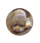 トイプーアンリ（個別スタンプ：8）