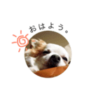 チワ。（個別スタンプ：1）