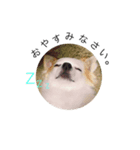 チワ。（個別スタンプ：3）