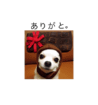 チワ。（個別スタンプ：5）