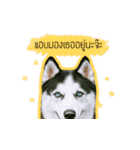 mr.nif husky2（個別スタンプ：1）
