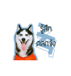 mr.nif husky2（個別スタンプ：2）