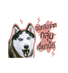 mr.nif husky2（個別スタンプ：4）