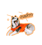 mr.nif husky2（個別スタンプ：5）