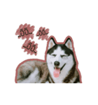 mr.nif husky2（個別スタンプ：6）