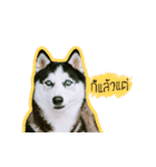mr.nif husky2（個別スタンプ：7）