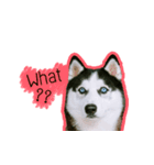 mr.nif husky2（個別スタンプ：8）