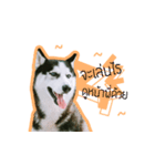 mr.nif husky2（個別スタンプ：9）