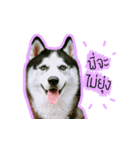 mr.nif husky2（個別スタンプ：10）