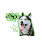 mr.nif husky2（個別スタンプ：13）