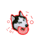 mr.nif husky2（個別スタンプ：15）