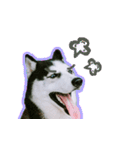 mr.nif husky2（個別スタンプ：16）