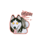 mr.nif husky2（個別スタンプ：17）