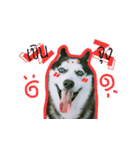 mr.nif husky2（個別スタンプ：18）