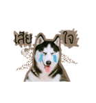 mr.nif husky2（個別スタンプ：19）