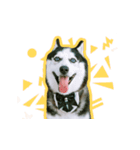 mr.nif husky2（個別スタンプ：20）