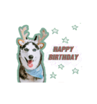mr.nif husky2（個別スタンプ：21）