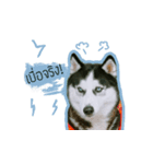 mr.nif husky2（個別スタンプ：22）