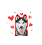 mr.nif husky2（個別スタンプ：24）