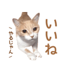 ラテ・レオ・モカの猫スタンプ 写真ver（個別スタンプ：1）