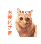 ラテ・レオ・モカの猫スタンプ 写真ver（個別スタンプ：2）