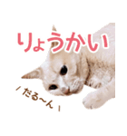 ラテ・レオ・モカの猫スタンプ 写真ver（個別スタンプ：3）