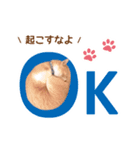 ラテ・レオ・モカの猫スタンプ 写真ver（個別スタンプ：4）