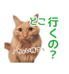 ラテ・レオ・モカの猫スタンプ 写真ver（個別スタンプ：5）