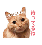 ラテ・レオ・モカの猫スタンプ 写真ver（個別スタンプ：6）