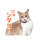 ラテ・レオ・モカの猫スタンプ 写真ver（個別スタンプ：7）