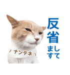 ラテ・レオ・モカの猫スタンプ 写真ver（個別スタンプ：8）