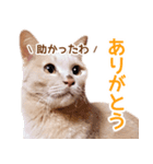 ラテ・レオ・モカの猫スタンプ 写真ver（個別スタンプ：9）