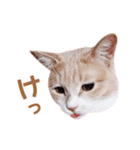 ラテ・レオ・モカの猫スタンプ 写真ver（個別スタンプ：10）
