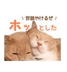 ラテ・レオ・モカの猫スタンプ 写真ver（個別スタンプ：11）