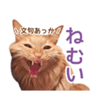 ラテ・レオ・モカの猫スタンプ 写真ver（個別スタンプ：12）