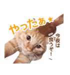 ラテ・レオ・モカの猫スタンプ 写真ver（個別スタンプ：13）