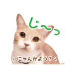 ラテ・レオ・モカの猫スタンプ 写真ver（個別スタンプ：14）