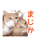 ラテ・レオ・モカの猫スタンプ 写真ver（個別スタンプ：15）