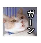ラテ・レオ・モカの猫スタンプ 写真ver（個別スタンプ：16）